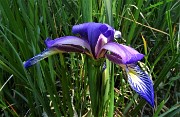 03 Iris (Iris versicolor) sul sent. 531 per Costone-Filaressa